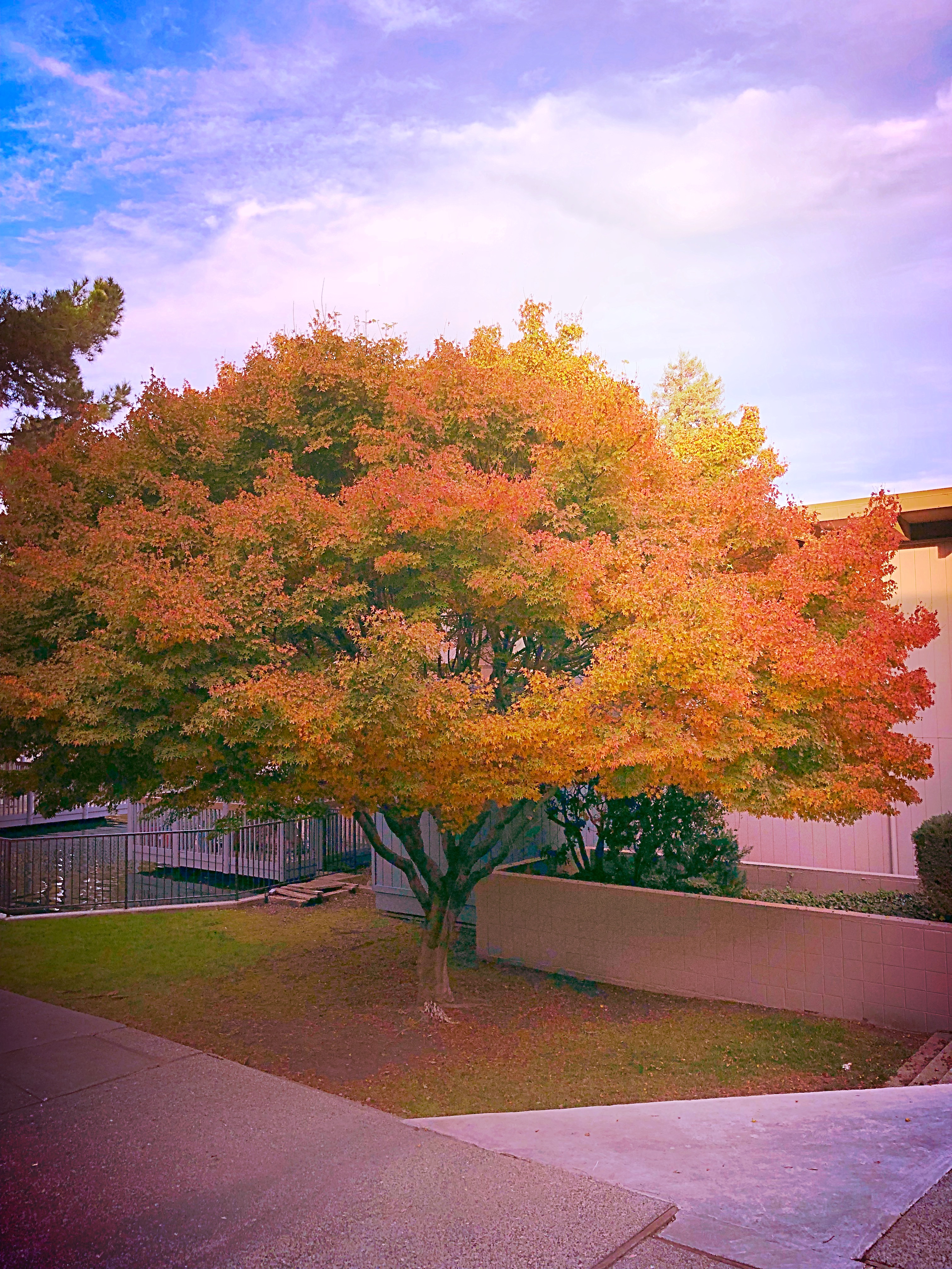 Tree-at
                                Santa Clara,CA